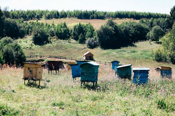 Показали первые фото со съемок фильма по мотивам «Простоквашино»